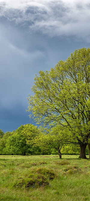 Spring Meadow Landscape With Lush Green Trees Under Dramatic Cloudy Sky HD phone wallpaper