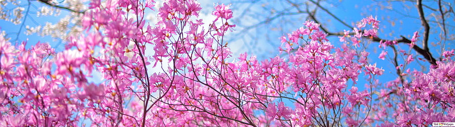 Vibrant Pink Cherry Blossoms Blooming Against a Clear Blue Sky in Spring HD wallpaper