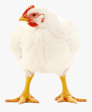White Broiler Chicken Standing on White Background HD phone wallpaper