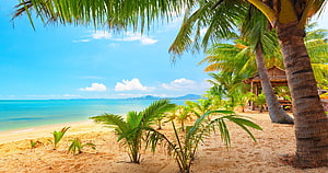 Tropical Beach Scene With Palm Trees, Turquoise Water, and Sandy Shore Under a Blue Sky HD wallpaper