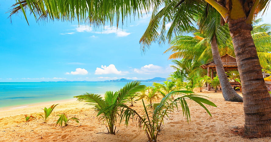 Tropical Beach Scene With Palm Trees, Turquoise Water, and Sandy Shore Under a Blue Sky HD wallpaper