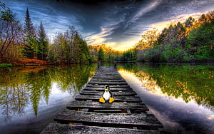 Tux the Linux Penguin Sitting on a Wooden Dock at Sunset by a Forest Lake HD wallpaper