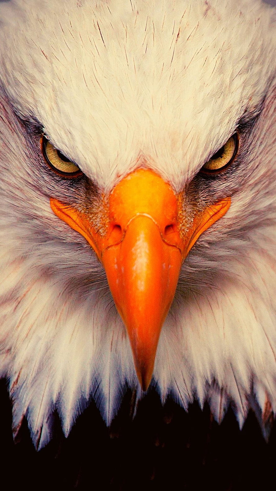 Intense Close-Up Portrait of a Bald Eagle with Sharp Yellow Eyes and Orange Beak HD phone wallpaper