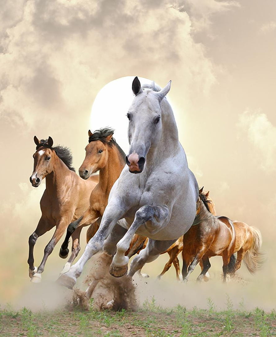 A dynamic herd of galloping horses kicking up dust beneath a dramatic cloudy sky HD phone wallpaper