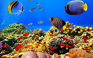 Vibrant Tropical Reef With Colorful Fish And Coral HD wallpaper
