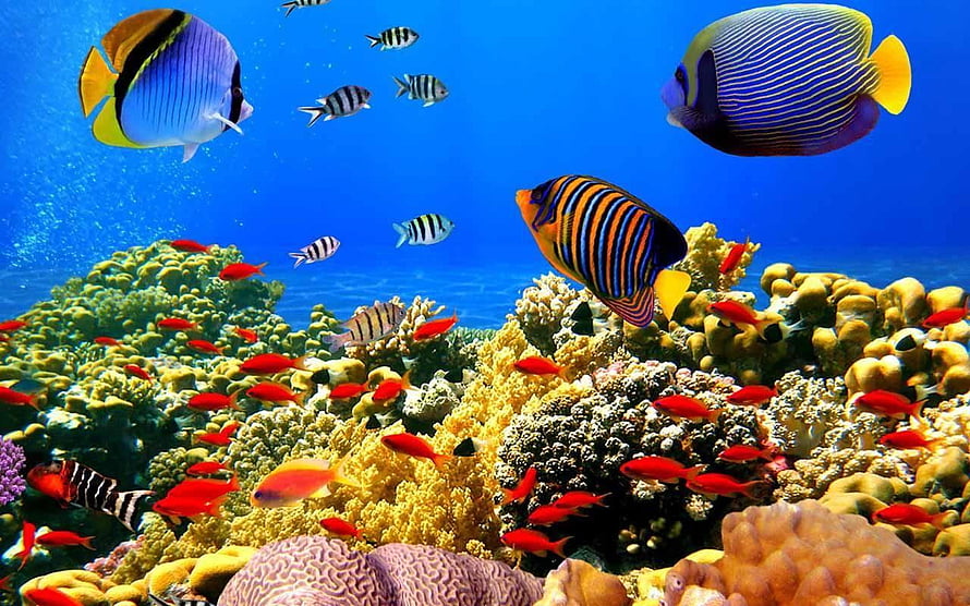 Vibrant Tropical Reef With Colorful Fish And Coral HD wallpaper