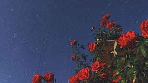 Vibrant red roses climbing a brick wall against a deep blue sky with vintage film grain HD wallpaper