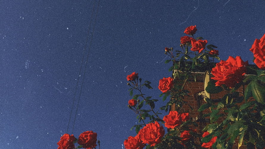 Vibrant red roses climbing a brick wall against a deep blue sky with vintage film grain HD wallpaper