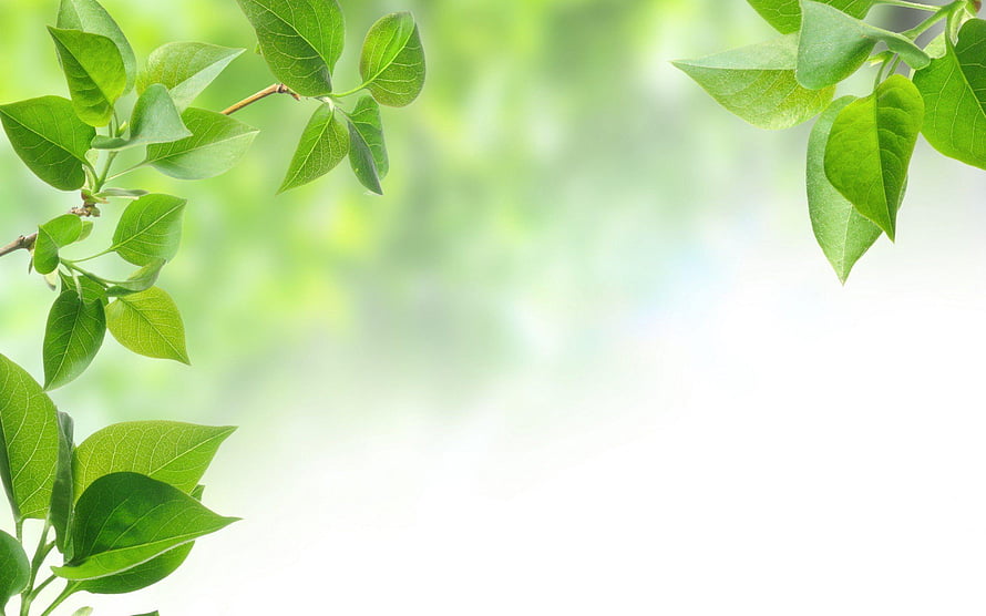 Fresh Green Leaves on Branches with Soft Blurred Background HD wallpaper