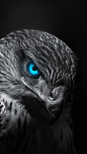 Close-up portrait of a black eagle with striking blue eyes against a dark background HD phone wallpaper