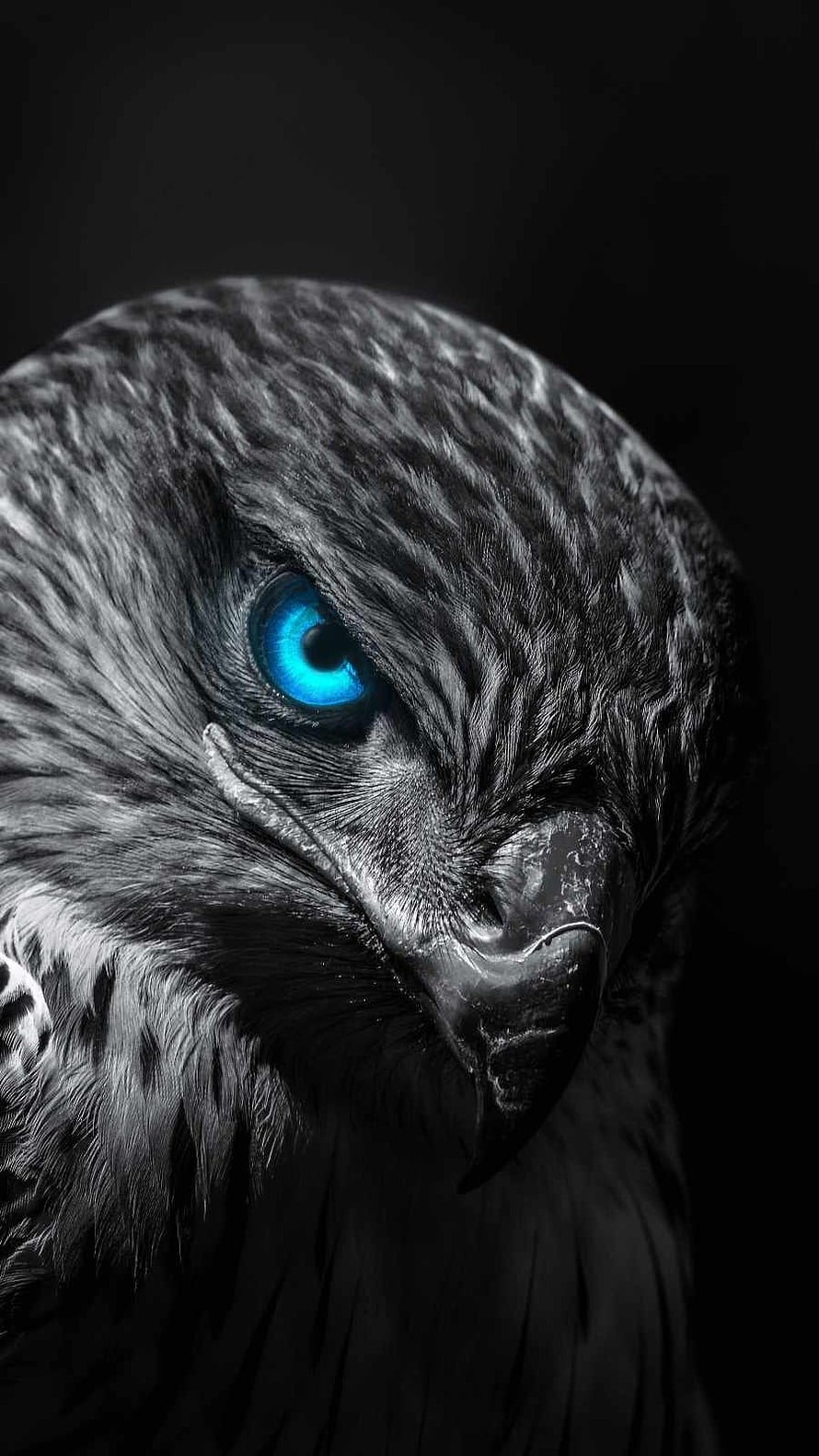 Close-up portrait of a black eagle with striking blue eyes against a dark background HD phone wallpaper