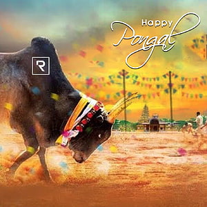 Decorated Bull in Dusty Arena for Mattu Pongal Festival with Colorful Bunting and Happy Pongal Greeting HD phone wallpaper