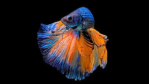 Vibrant Siamese Fighting Fish with Flowing Blue and Orange Fins on Black Background HD wallpaper