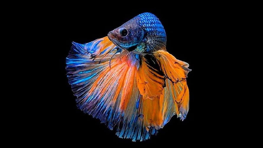 Vibrant Siamese Fighting Fish with Flowing Blue and Orange Fins on Black Background HD wallpaper
