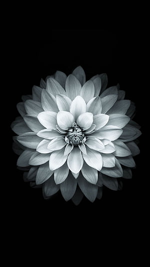 Monochrome Lotus Bloom on Black Background Minimalist Floral Photography HD phone wallpaper