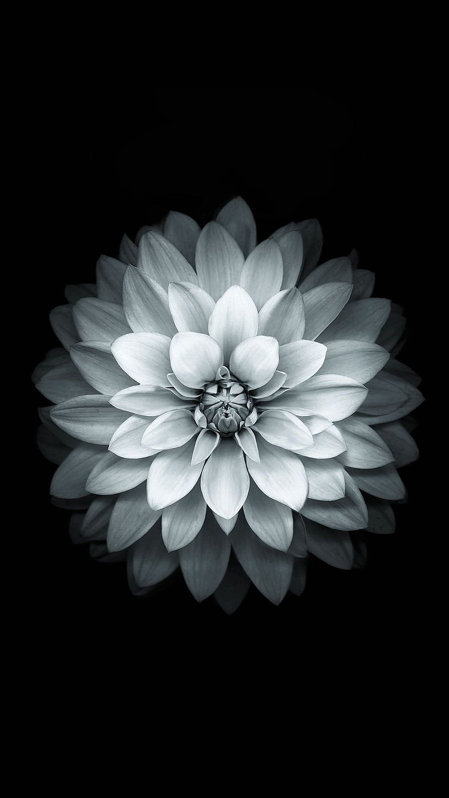 Monochrome Lotus Bloom on Black Background Minimalist Floral Photography HD phone wallpaper