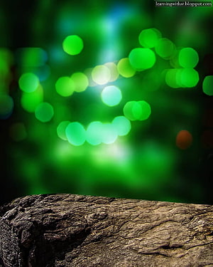Vibrant Green Forest Bokeh with Textured Tree Bark Foreground HD phone wallpaper