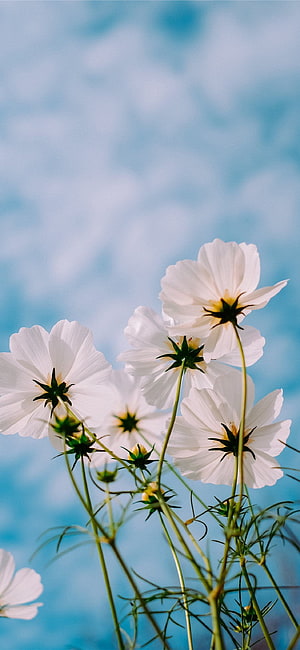 White Cosmos Flowers Blooming Against a Soft Blue Sky HD phone wallpaper