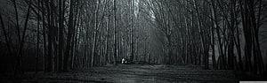 Eerie Black and White Forest Path with Lone Figure in Misty Twilight HD wallpaper