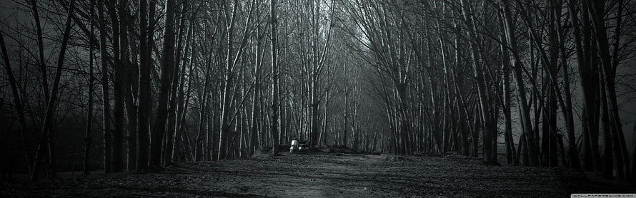 Eerie Black and White Forest Path with Lone Figure in Misty Twilight HD wallpaper