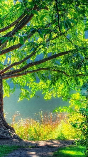 Sunlit Tree Branches Overlooking a Calm Lake with Lush Green Foliage and Wild Grasses HD phone wallpaper