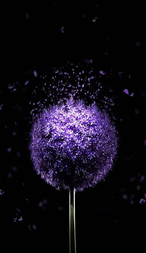 Violet Allium Flower Sphere on Black Background with Floating Petals HD phone wallpaper
