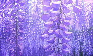 Demon Slayer Wisteria Blossoms in Soft Purple Anime Style HD wallpaper
