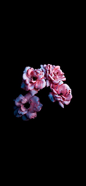 Pink Camellia Blossoms on Black Background, Minimalist Floral Photography HD phone wallpaper