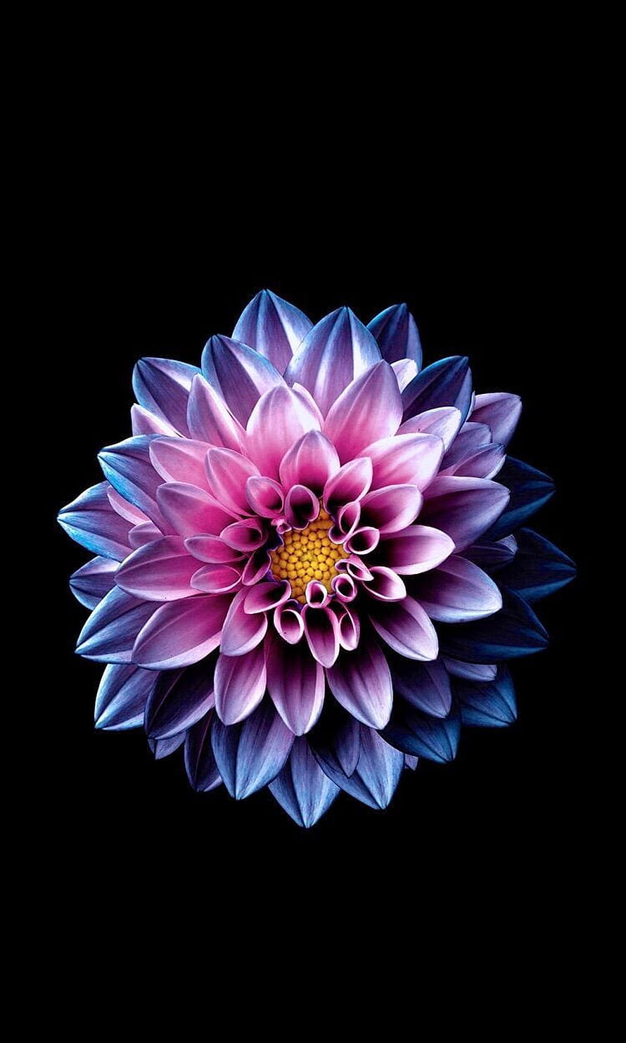 Vibrant Dahlia Bloom with Pink and Blue Petals on a Dark Black Background HD phone wallpaper