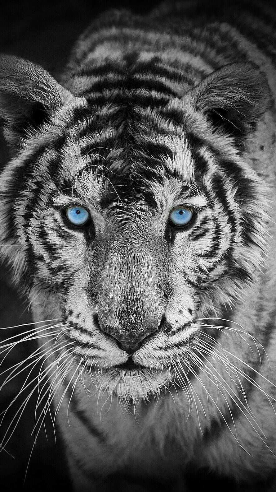 Close-up portrait of a white tiger with striking blue eyes in black and white HD phone wallpaper