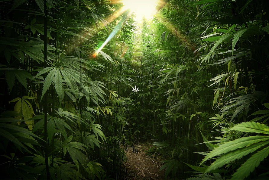Sunlit Path Through Dense Green Cannabis Field With Dramatic Light Rays HD wallpaper