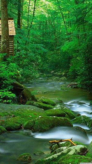 Mossy Rocks and Flowing Stream in a Lush Green Forest with a Small Wooden Cabin HD phone wallpaper