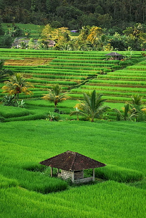 Lush Green Rice Terraces with Traditional Huts and Palm Trees in a Tropical Landscape HD phone wallpaper