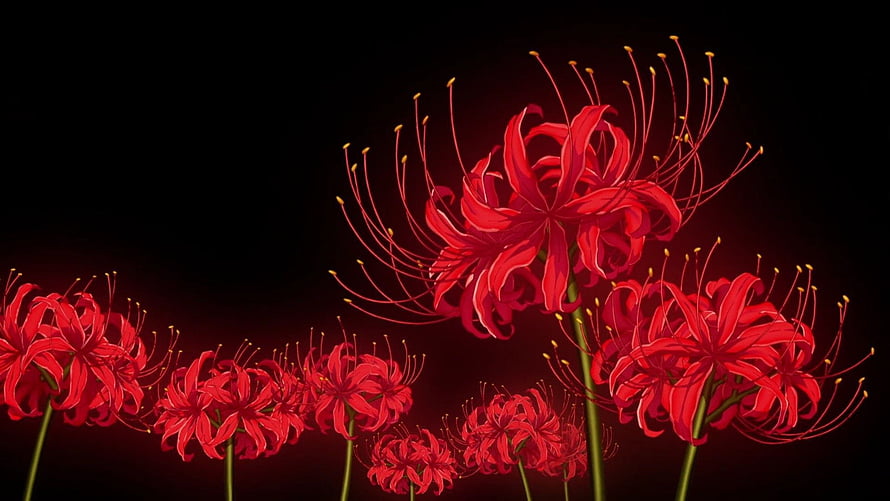 Vibrant Red Spider Lilies with Long Stamen Against a Dark Background HD wallpaper