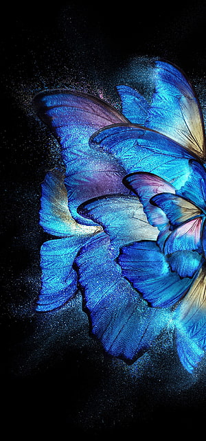 Iridescent Blue Butterfly Wings with Glittering Dust on Black Background HD phone wallpaper
