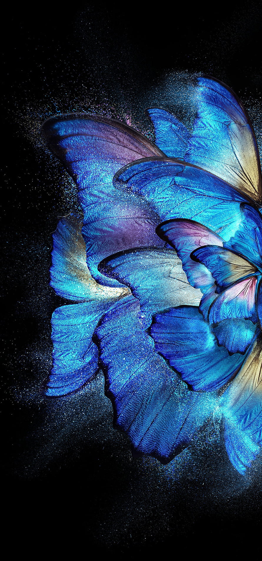 Iridescent Blue Butterfly Wings with Glittering Dust on Black Background HD phone wallpaper