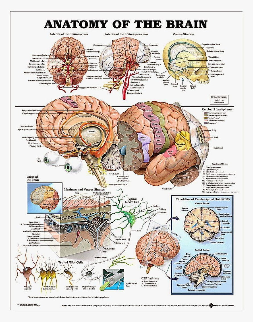 Detailed Human Brain Anatomy Chart with Labeled Lobes, Arteries, and Neural Structures HD phone wallpaper