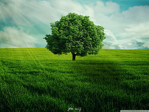 Lone Green Tree in a Vast Meadow with Sunbeams Breaking Through Clouds HD wallpaper