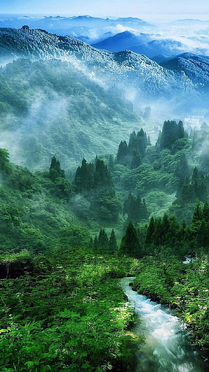 Misty Mountain Valley with Flowing Stream and Lush Green Forest HD phone wallpaper