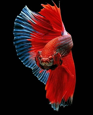 Vibrant Red and Blue Betta Fish with Flowing Fins on Black Background HD phone wallpaper