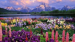 Vibrant Wildflower Meadow with Snow-Capped Mountains and Lake at Sunset HD wallpaper