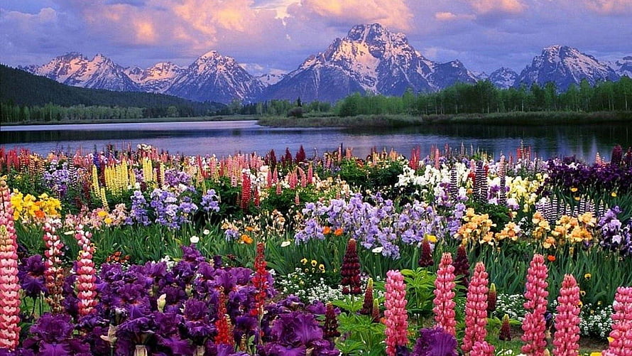 Vibrant Wildflower Meadow with Snow-Capped Mountains and Lake at Sunset HD wallpaper