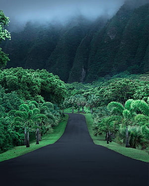 Misty Tropical Road Winding Through Lush Hawaii Jungle and Mountains HD phone wallpaper