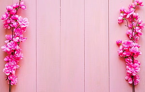 Pink Blossom Branches on a Soft Pink Wooden Panel Background HD wallpaper