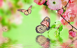 Monarch butterflies resting on a branch of pink cherry blossoms above a calm green water surface HD wallpaper