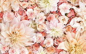 Soft Pastel Floral Arrangement with Roses, Carnations, and Daisies in Blush and Cream Tones HD wallpaper