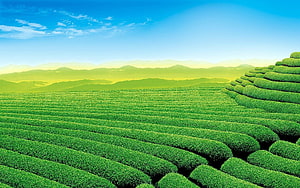 Vast Green Tea Plantation Rows Stretching Toward Distant Mountain Ranges Under a Clear Blue Sky HD wallpaper