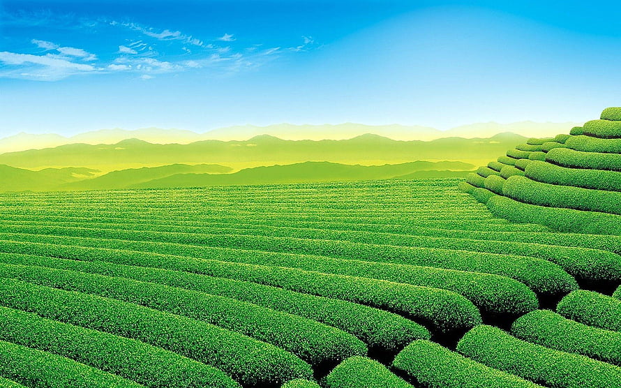 Vast Green Tea Plantation Rows Stretching Toward Distant Mountain Ranges Under a Clear Blue Sky HD wallpaper
