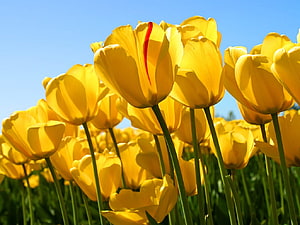 Vibrant Yellow Tulip Field Under Clear Blue Sky HD wallpaper