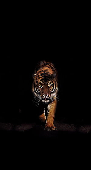 Majestic Tiger Walking Through Darkness With Intense Glowing Eyes HD phone wallpaper